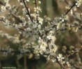 /album/my-local-birding-gallery/blackthorn-in-flower-jpg/